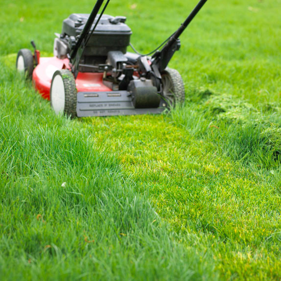 Shrub Care in Tampa FL