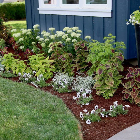 Shrub Pruning in Tampa FL