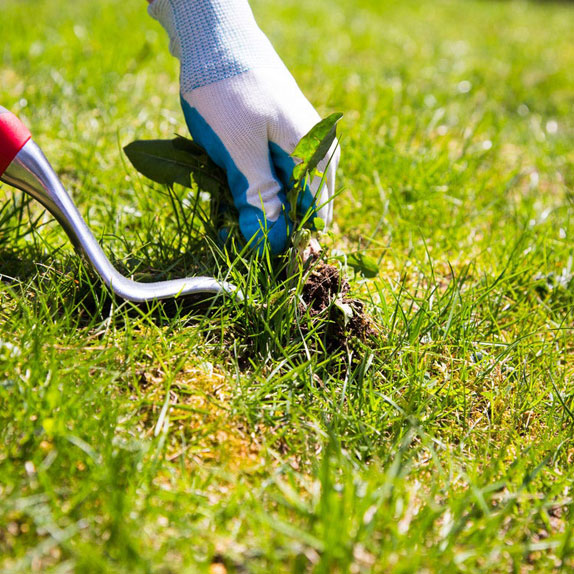 lawn care specialist services in Tampa