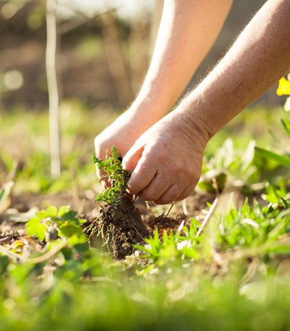 lawn care and landscaping services in Tampa FL